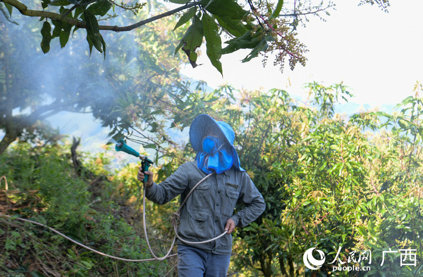 果农在芒果基地进行施肥作业。