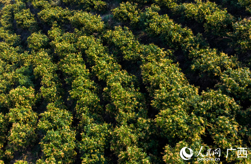 芒果花开春意浓。