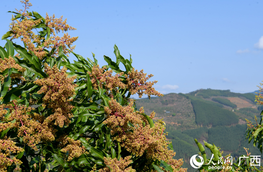 芒果花开金灿灿。