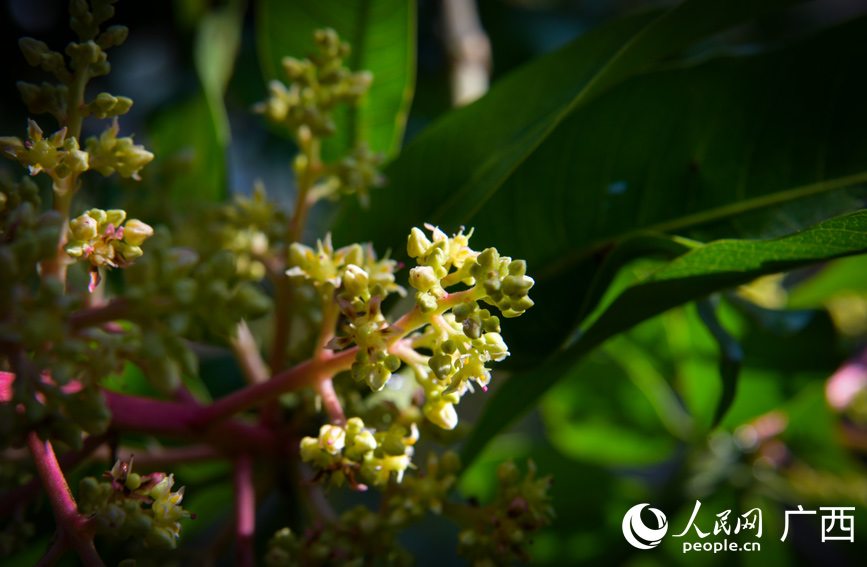 盛开的芒果花。