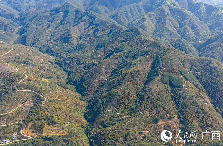 航拍视角下的芒果基地。