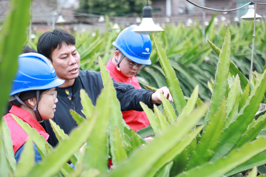 南方电网广西新电力集团玉林供电公司工作人员向兴业县大平山镇古城村的昌盛火龙果基地负责人了解生产情况。龙宣羽摄