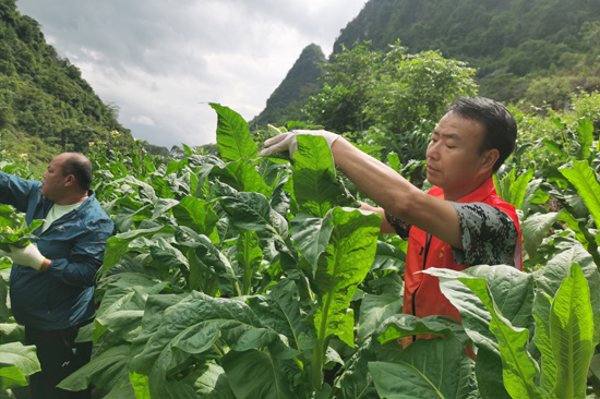 德保县局党总支组织党员到燕峒乡燕峒村打顶抹芽、清除不适用烟叶（黄斯曼摄）