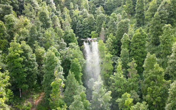 無人機對八角進行飛防。黃愛妨攝