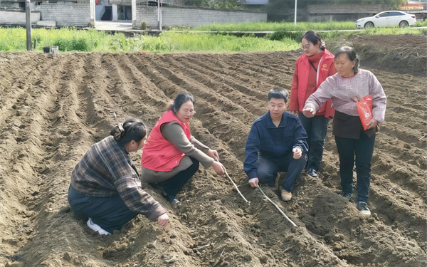 農服中心干部到田間地頭指導群眾大豆玉米帶狀種植。黃愛妨攝