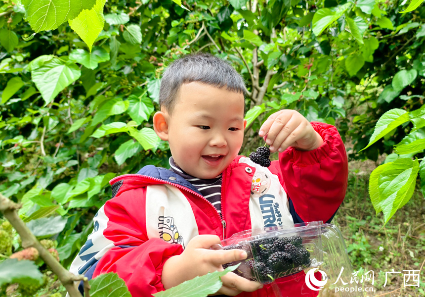 小朋友采摘桑葚。人民网记者 王勇摄
