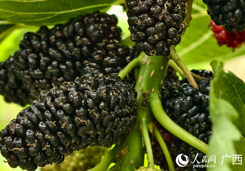 成熟的桑葚。人民网记者 王勇摄
