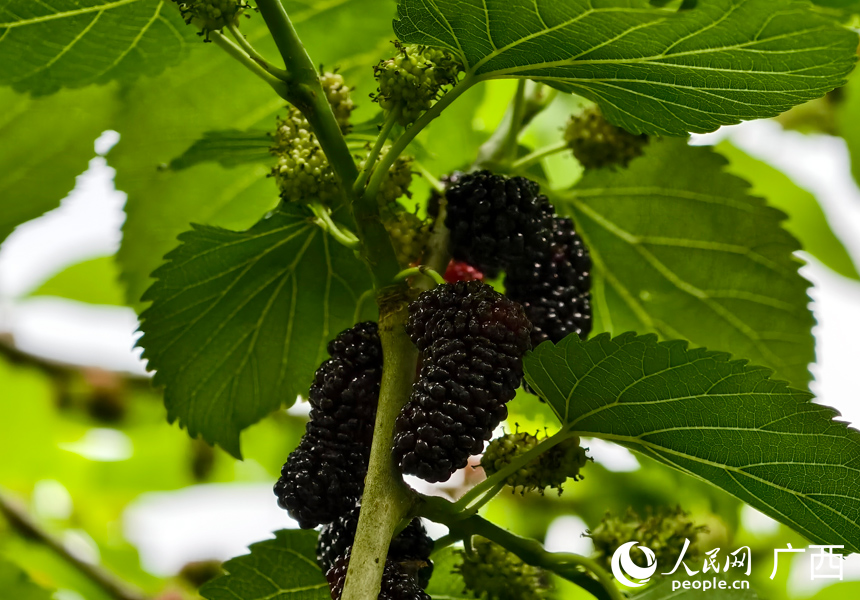 桑葚挂满枝头。人民网记者 王勇摄