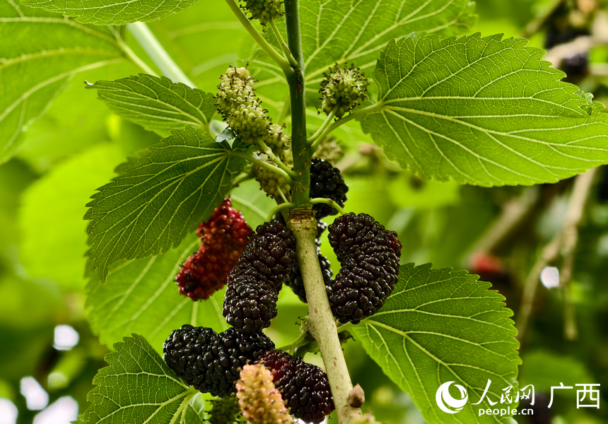 桑葚挂满枝头。人民网记者 王勇摄