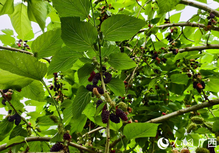 桑葚挂满枝头。人民网记者 王勇摄