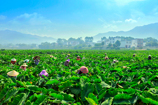 群众在炭冲村香芋种植基地务工。