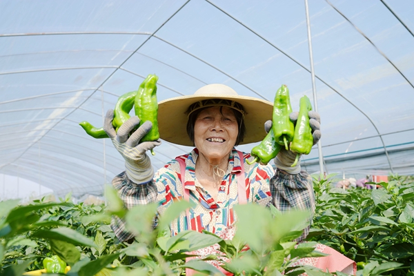 村民正在採收辣椒。卓芊余攝
