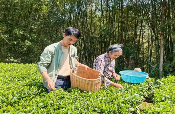 茶農正在採摘春茶。莫窕真攝