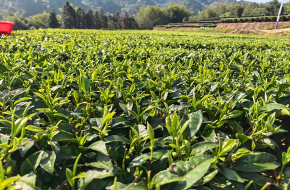 顆顆飽滿鮮嫩的綠茶。莫窕真攝