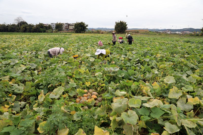 工人在基地採收小南瓜。田東縣融媒體中心供圖