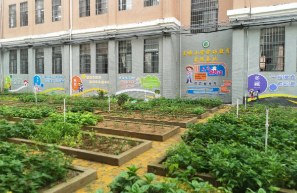 北海市海城区高德小学的“乐德园”种植园地