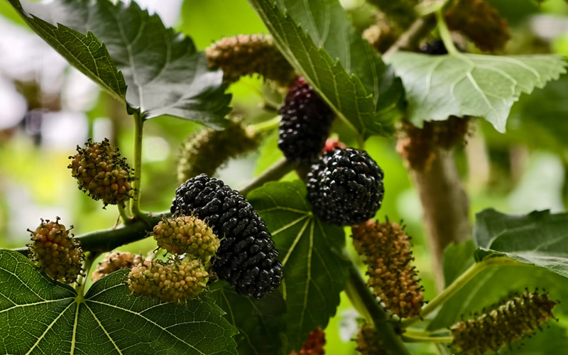 广西西林：桑葚进入采摘期