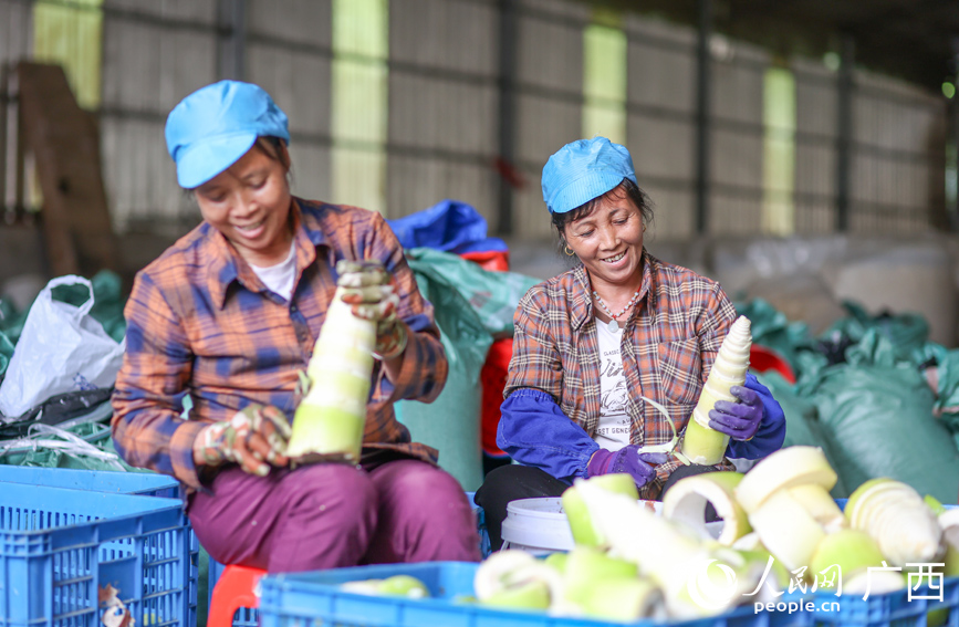 在八渡笋加工厂，工人们对鲜笋进行削皮处理。