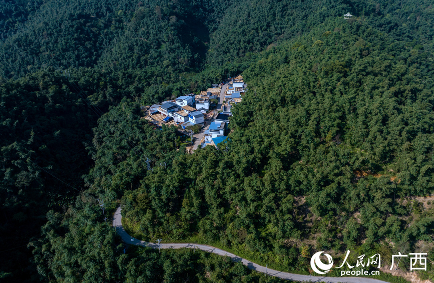 宛如绿色海洋的竹林。