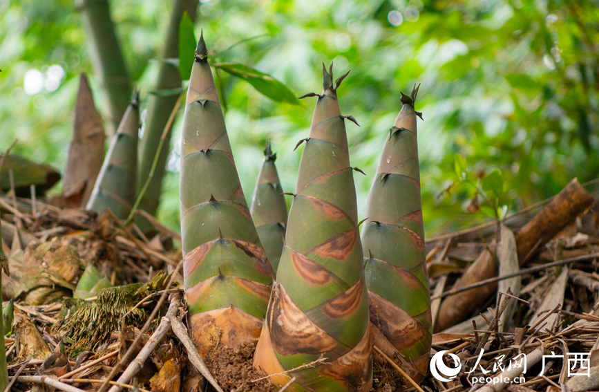 一棵棵粗壮的八渡笋破土而出，生机盎然。