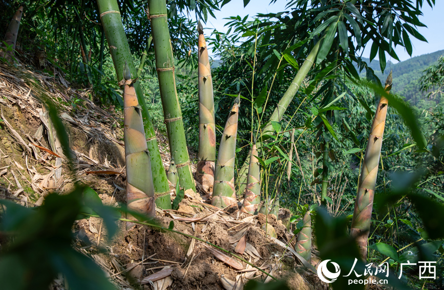 竹林下的八渡笋。