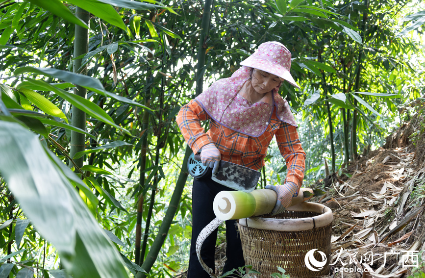 农民正在采收八渡笋。