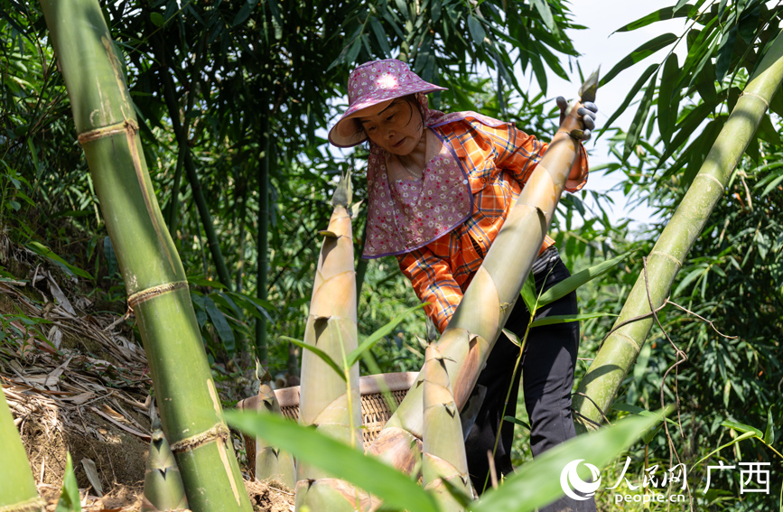 农民正在采收八渡笋。