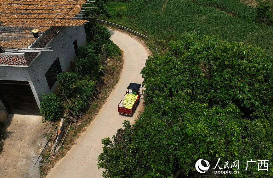 车辆载着新鲜采摘的八渡笋往加工厂运送。