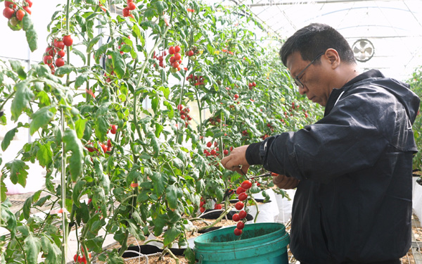 種植戶採摘小番茄。趙堅攝