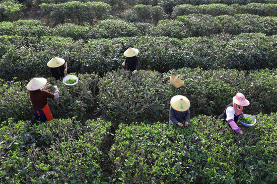 茶农在茶园采摘春茶