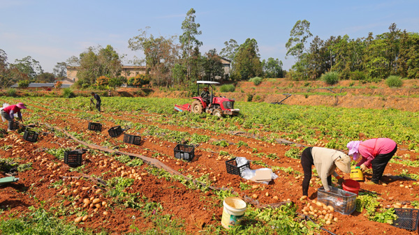 工人們正忙著採收馬鈴薯。黎艷慧攝