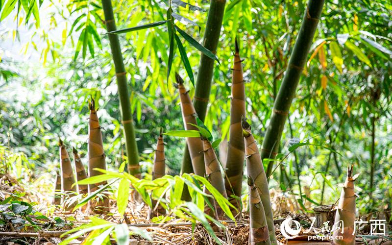 广西田林：八渡笋点“绿”成“金”