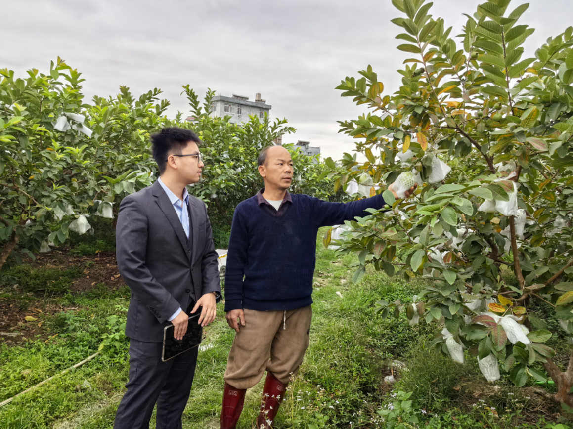 客户经理走访芭乐种植户。钟海潮摄