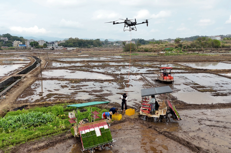 无人机吊运秧苗。