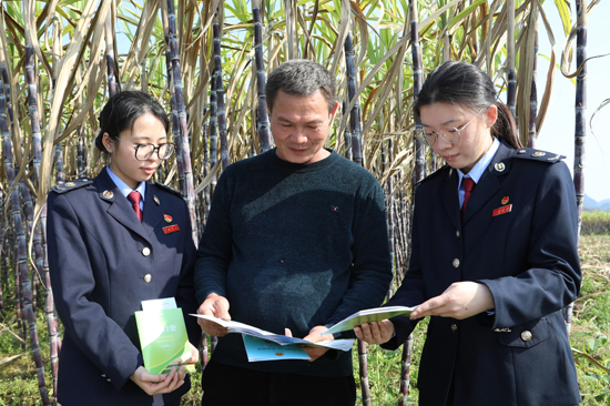 陽朔縣稅務局“惠農先鋒隊”深入陽朔縣福利鎮蔗田，為德哥水果種植家庭農場精准輔導涉農免稅、發票開具等政策。李小 玲攝
