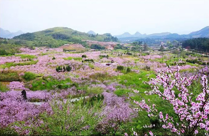 官庄村千亩桃园。伍秋福摄