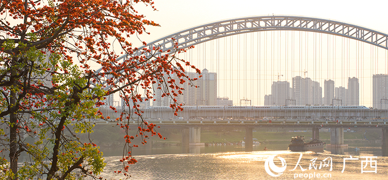 木棉花开邕江两岸。人民网记者 雷琦竣摄