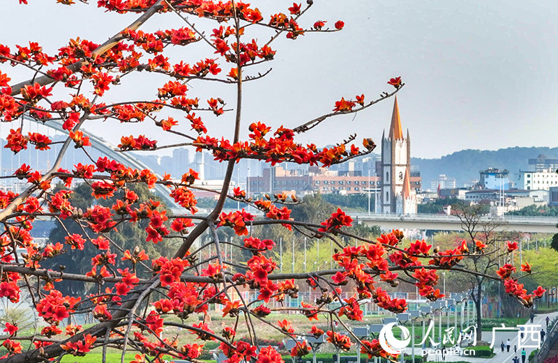 红木棉花开正艳。人民网记者 雷琦竣摄