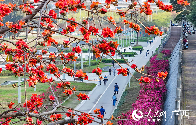 红木棉缀满枝头。人民网记者 雷琦竣摄