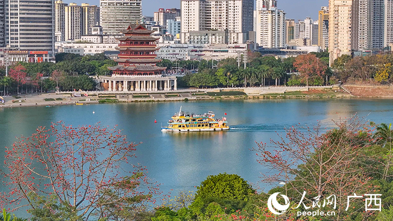 红木棉花开邕江两岸。人民网记者 雷琦竣摄