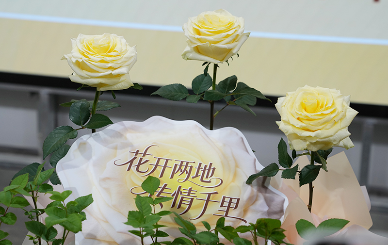 云花“文秀”花开两地，传情千里致敬楷模。昆明市呈贡区融媒体中心供图