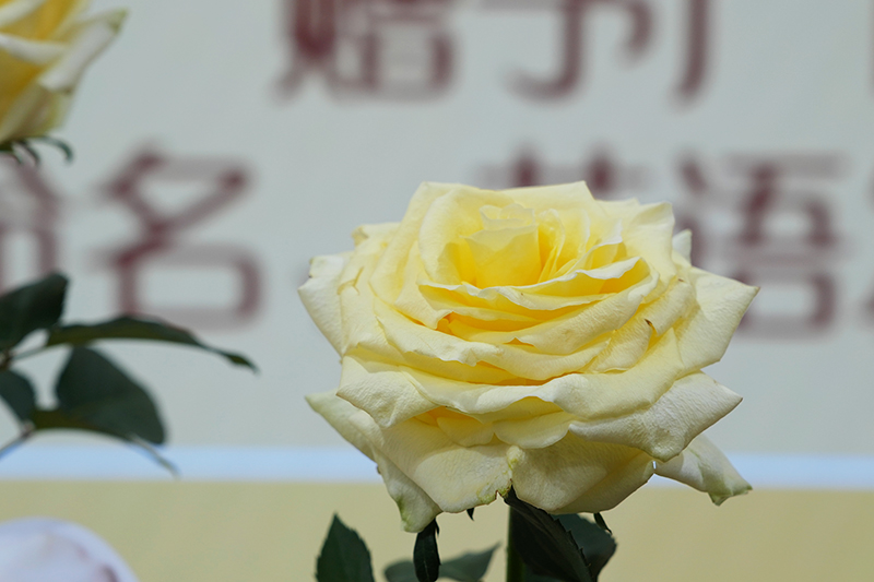 “文秀”月季。昆明市呈贡区融媒体中心供图