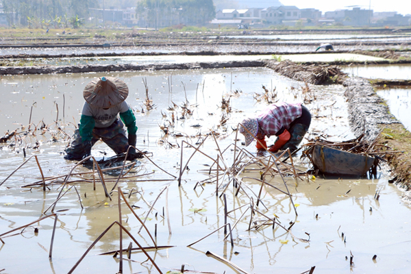 藕农们穿梭在藕田中。韦新娜摄