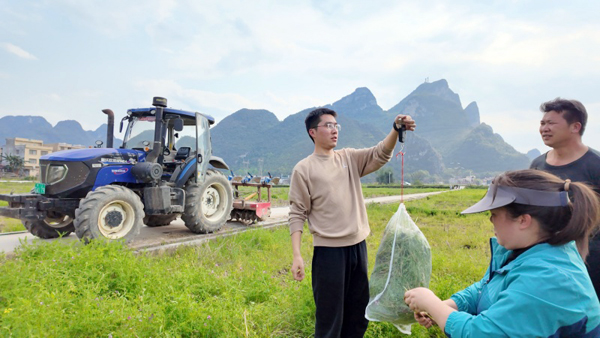 開展綠肥測產工作。