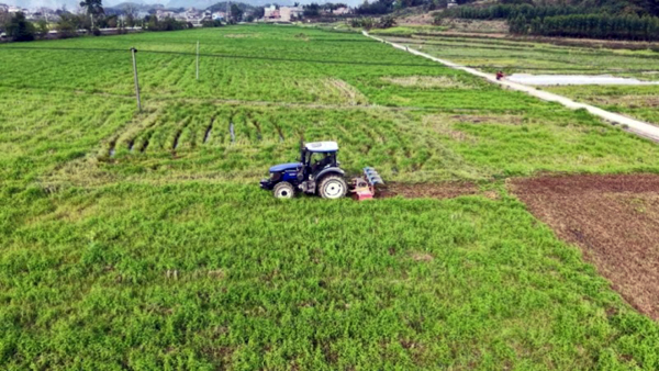 旋耕機開展綠肥還田作業。