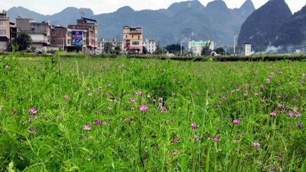 基地裡遍地的苕子綠肥。