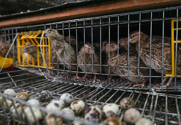 剛進食完的鵪鶉們正靜靜等待下蛋。
