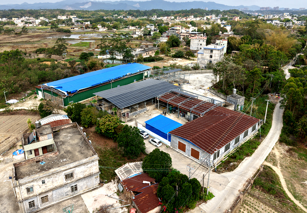 航拍鏡頭下風淳村鵪鶉養殖基地。