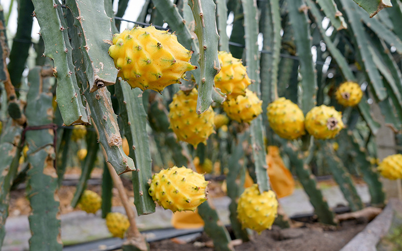 2026广西南宁特色水果产地溯源考察活动成功举