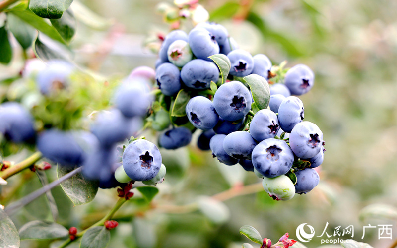 广西：千亩蓝莓基地喜迎丰收